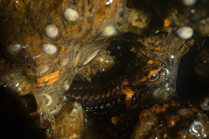 Northern spectacled salamander (Salamandrina perspicillata) larva in very shallow and small water pool formed by a water-dripping stone wall. This population in Central Italy deposits the eggs on wet surfaces out of the water.