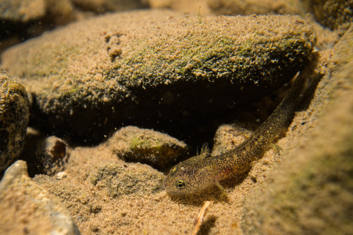 Salamandrina perspicillata, larva, Genova, Italy