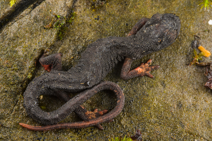 Salamandrina perspicillata, Savi's spectacled salamander, a odd-looking individual without the classic "spectacles" pattern over the head, Genova, Italy