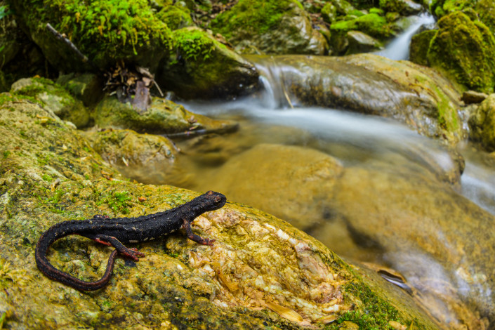 Salamandrina perspicillata, Northern spectacled salamander, female approaching the water for deposition, Genova, Italy