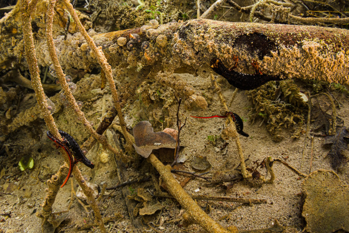 Salamandrina perspicillata, Northern spectacled salamander, females laying eggs underwater, Lucretili Regional Park, Italy
