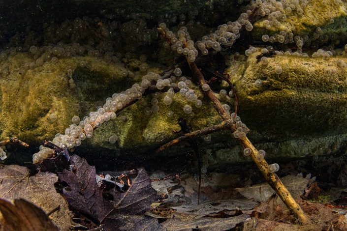 Salamandrina perspicillata, Northern spectacled salamander, females laying eggs underwater, Genova, Italy