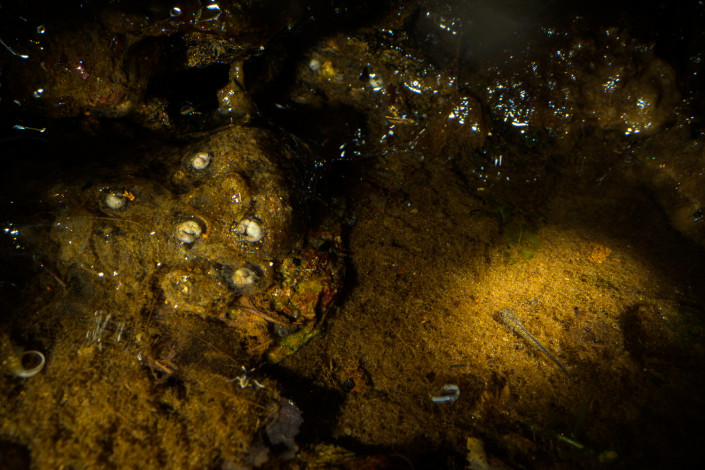 Northern spectacled salamander (Salamandrina perspicillata) larva in very shallow and small water pool formed by a water-dripping stone wall. This population in Central Italy deposits the eggs on wet surfaces out of the water.