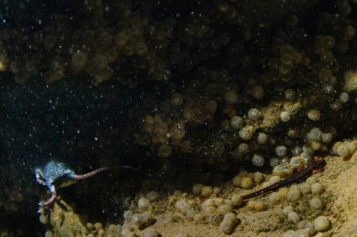 Norhern spectacled salamander (Salamandrina perspicillata), adult females with deposited eggs and a water shrew (Neomys fodiens) passing by underwater, Antola Regional Park (Italy)