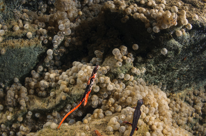 Salamandrina perspicillata, Northern spectacled salamander, females laying eggs underwater, Genova, Italy