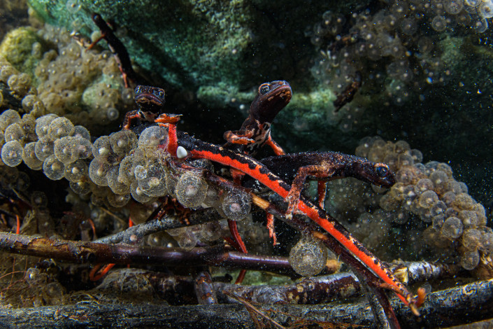 Salamandrina perspicillata, Northern spectacled salamander, females laying eggs underwater, Genova, Italy